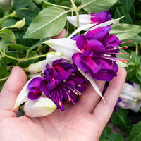 Lila Weiß Fuchsie Blumensamen zur Aussaat lang Blüte Saison Traditionssorte & ohne Gentechnik Samen Hausgarten