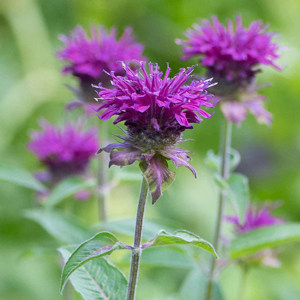 Lila Monarda Didyma Blumensamen zur Aussaat – Garten beliebt – Traditionssorte & ohne Gentechnik Samen Hausgarten