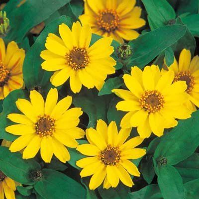 Gelb Profusion Blumensamen zur Aussaat – Halbschatten verträglich – Traditionssorte & ohne Gentechnik Samen Hausgarten