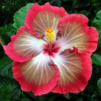 Weiß Rot Hibiskus Blumensamen – kompakt Wuchs Traditionssorte & ohne Gentechnik Samen Hausgarten