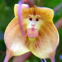 Traditionssorte hell Gelb Monkey Face Orchidee Samen Blumensamen zur Aussaat robust Sorte Traditionssorte & ohne Gentechnik Samen Hausgarten