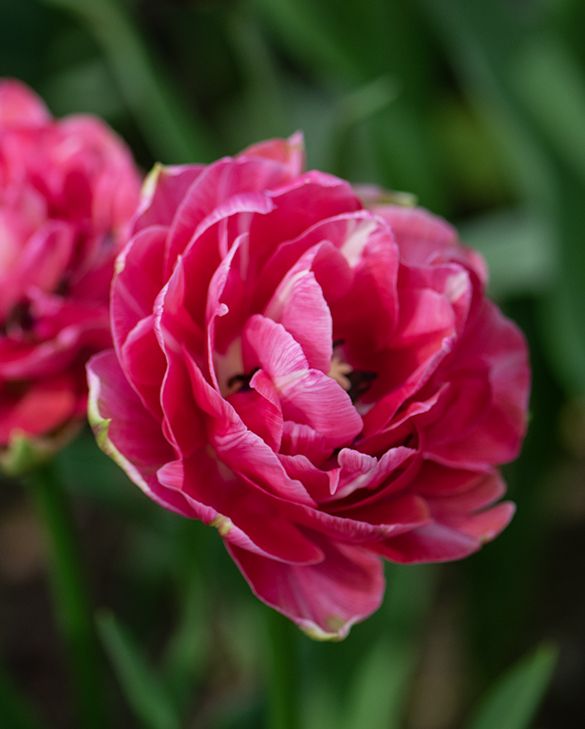 Tulpe Blumensamen zur Aussaat – hochwertige Qualitäts- – Traditionssorte & ohne Gentechnik Samen Hausgarten