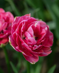 Tulpe Blumensamen zur Aussaat – hochwertige Qualitäts- – Traditionssorte & ohne Gentechnik Samen Hausgarten