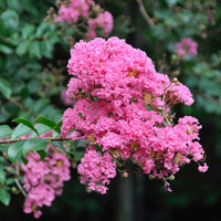 dunkel Rosa CREPE Lagerstroemia Cespuglio Albero Fiore Samen Garten Blume Aussaat