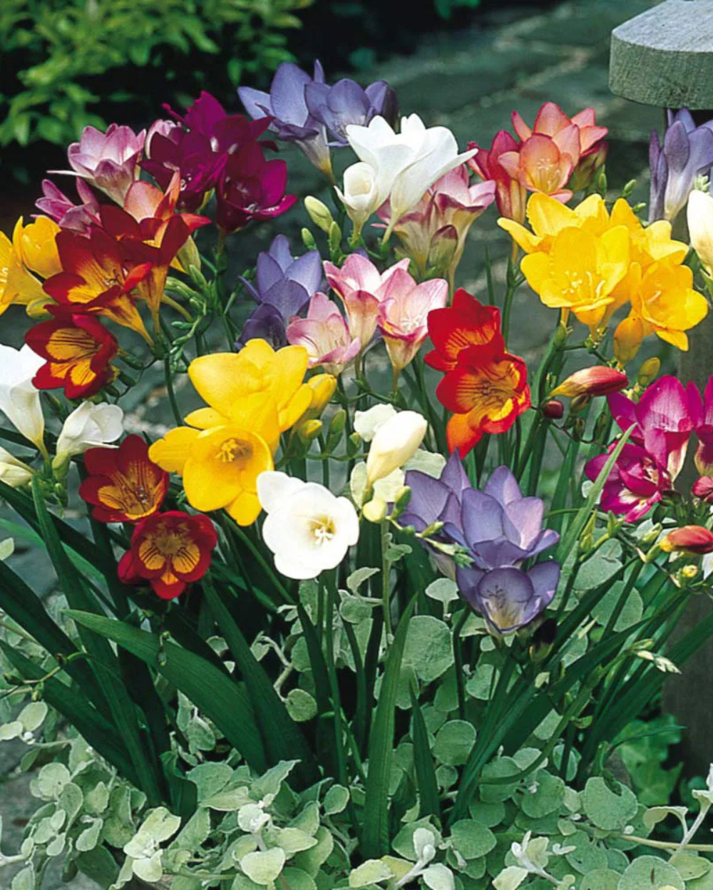 Freesia Blumensamen zur Aussaat – Anzucht – Traditionssorte & ohne Gentechnik Samen Hausgarten