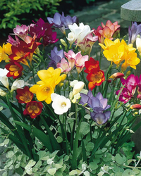 Freesia Blumensamen zur Aussaat – Anzucht – Traditionssorte & ohne Gentechnik Samen Hausgarten