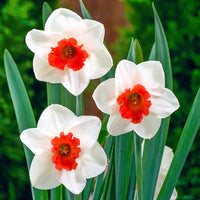 Narzisse Weiß Rot Samen zur Aussaat – elegant Blume Blüten