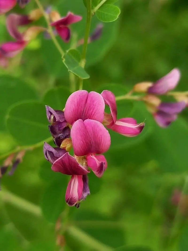 Lespedeza Bicolor Blumensamen zur Aussaat lang Blüte Saison Traditionssorte & ohne Gentechnik Samen Hausgarten