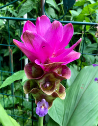 Lila Curcuma Blumensamen zur Aussaat – Schnitt Blume beliebt – Traditionssorte & ohne Gentechnik Samen Hausgarten