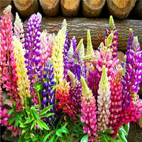 Gemischt Lupine Blumensamen zur Aussaat Landhaus Garten wichtig Traditionssorte & ohne Gentechnik Samen Hausgarten