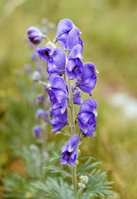 Aconitum Napellus Blumensamen zur Aussaat – hochwertige Qualitäts- – Traditionssorte & ohne Gentechnik Samen Hausgarten