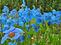 Lingholm Blumensamen zur Aussaat – Drought verträglich – Traditionssorte & ohne Gentechnik Samen Hausgarten
