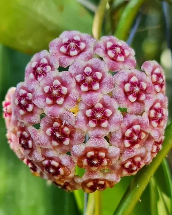 Rosa Weiß Hoya Carnosa Blumensamen zur Aussaat leuchtend Blüten Traditionssorte & ohne Gentechnik Samen Hausgarten