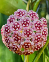 Rosa Weiß Hoya Carnosa Blumensamen zur Aussaat leuchtend Blüten Traditionssorte & ohne Gentechnik Samen Hausgarten