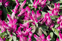 Lila Celosia Spicata Blumensamen zur Aussaat – Anzucht – Traditionssorte & ohne Gentechnik Samen Hausgarten
