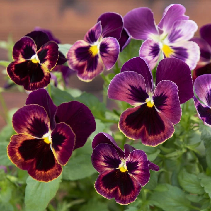Matrix Sangria Stiefmütterchen Blumensamen ausdrucksstark – Gartenblumen