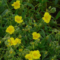 Helianthemum Blumensamen zur Aussaat leuchtend Blüten Traditionssorte & ohne Gentechnik Samen Hausgarten