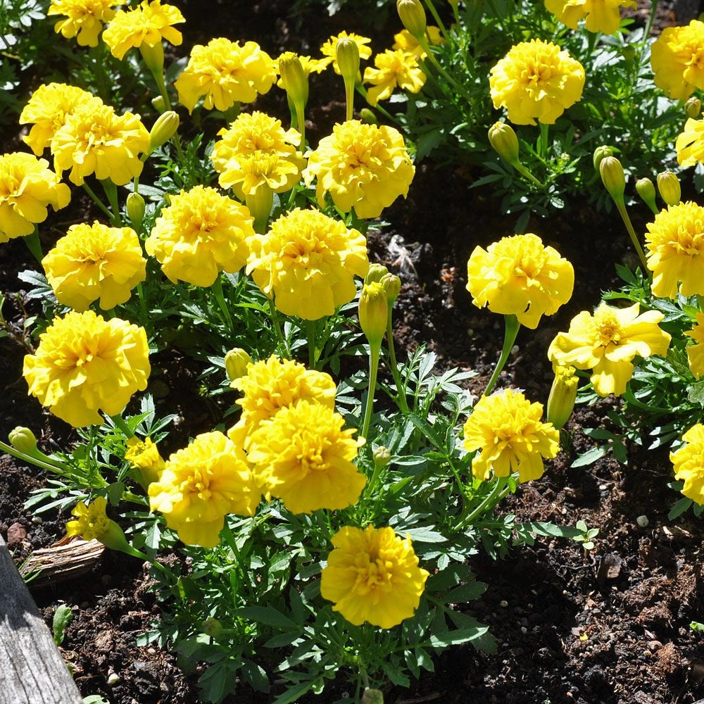 Studentenblume Blumensamen zur Aussaat Halbschatten verträglich Traditionssorte & ohne Gentechnik Samen Hausgarten