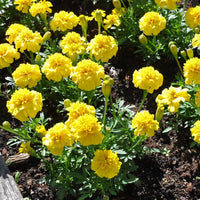 Studentenblume Blumensamen zur Aussaat Halbschatten verträglich Traditionssorte & ohne Gentechnik Samen Hausgarten