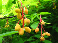 Indische-pflaume-Fruchtsamen für einfaches Anpflanzen