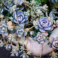 Orostachys Blumensamen zur Aussaat leuchtend Traditionssorte & ohne Gentechnik Samen Hausgarten