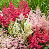 Gemischt Prachtspiere Blumensamen zur Aussaat