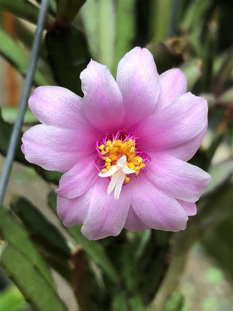 Rosa Hatiora Rosea Samen zur Aussaat – mehrjährige Blumensamen
