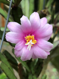 Rosa Hatiora Rosea Samen zur Aussaat – mehrjährige Blumensamen