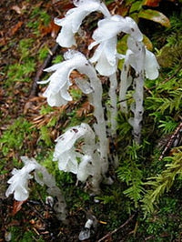 Monotropa Uniflora Samen – Aussaat the Enigmatic Indian Pipe Blume