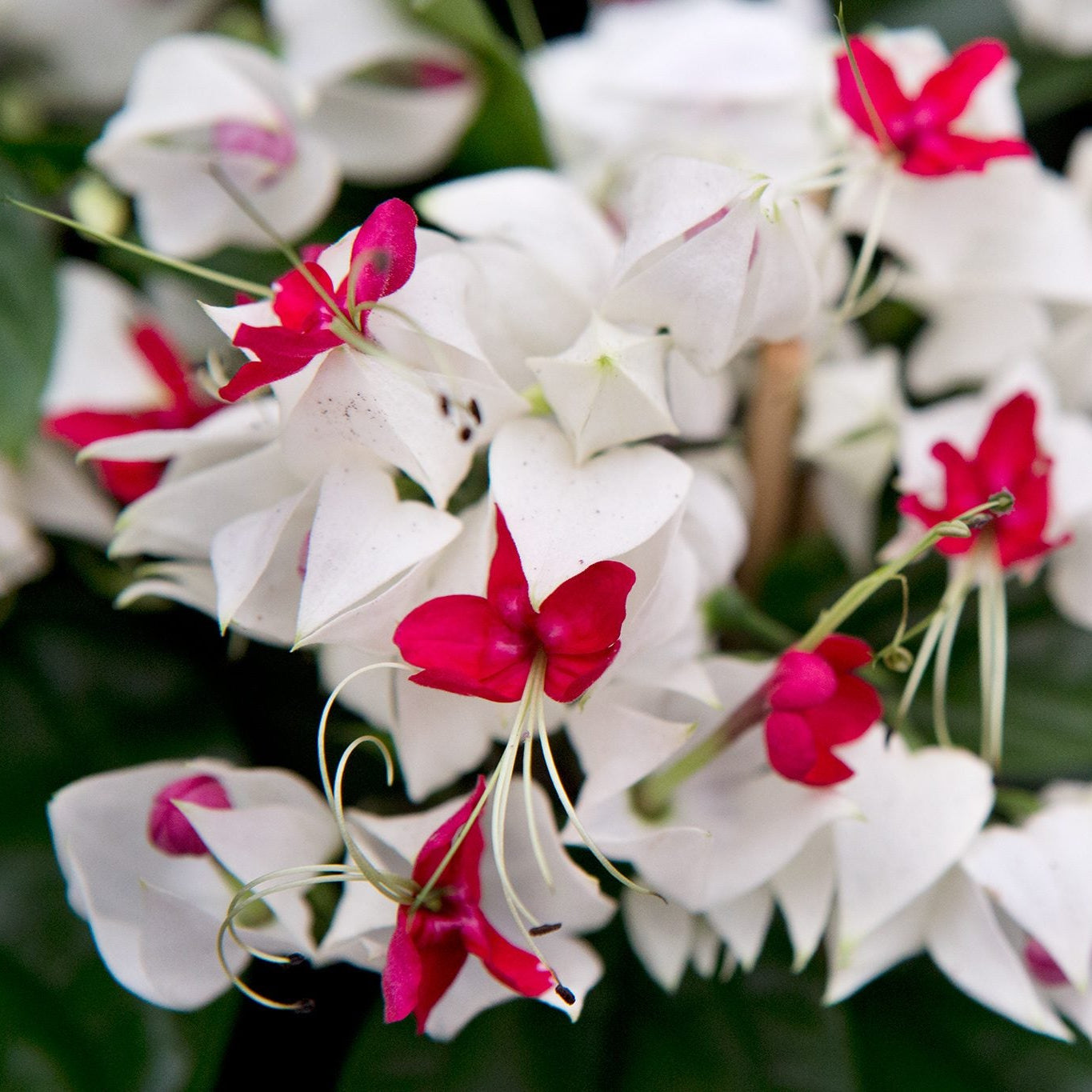 Weiß Rot Clerodendrum Thomsonii Blume Aussaat – Samen Striking Blüten und üppig Wuchs Garten