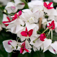 Weiß Rot Clerodendrum Thomsonii Blume Aussaat – Samen Striking Blüten und üppig Wuchs Garten