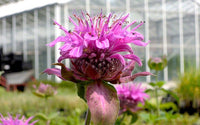 Monarda Blumensamen zur Aussaat ideal Rabatten Traditionssorte & ohne Gentechnik Samen Hausgarten