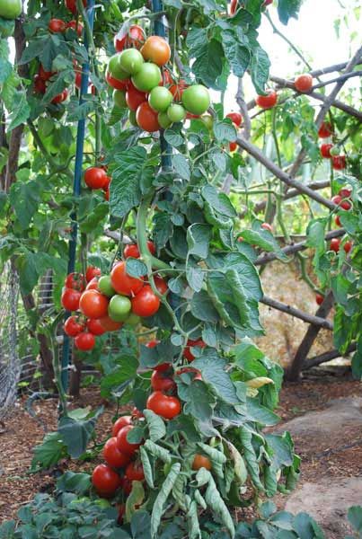 Rot Opalka Gemüsesamen - Easy Planting for Home Gardens