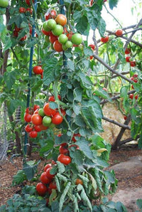 Rot Opalka Gemüsesamen - Easy Planting for Home Gardens