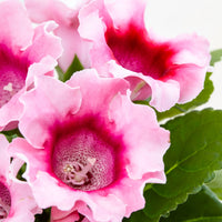 Weiß und Rosa Gloxinie Samen zur Aussaat