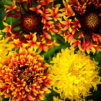 Gaillardia Sundance Blumensamen zur Aussaat Wildblume Mischung Traditionssorte & ohne Gentechnik Samen Hausgarten