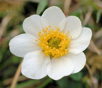 zart Rosa Iceland Blumensamen zur Aussaat – Landhaus Garten wichtig – Traditionssorte & ohne Gentechnik Samen Hausgarten