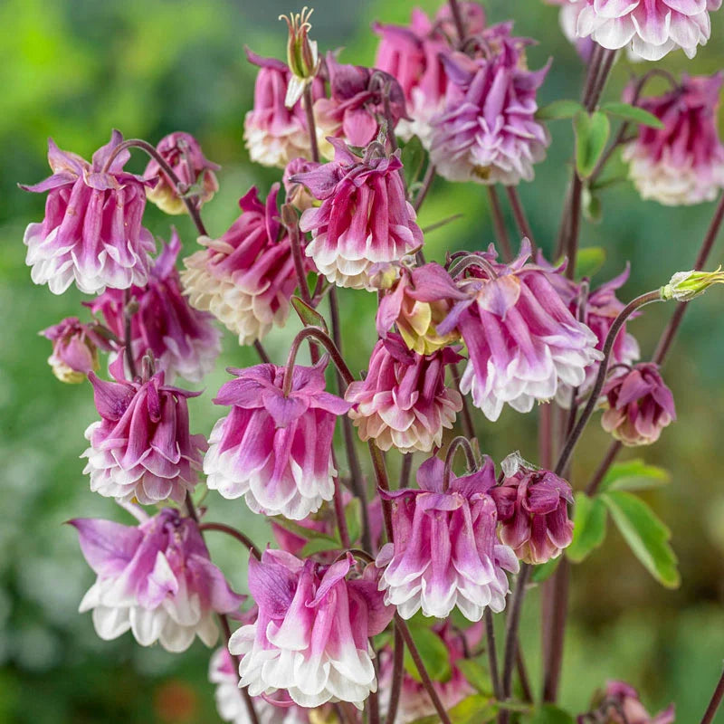 Rosa Petticoat Blumensamen zur Aussaat – leuchtend – Traditionssorte & ohne Gentechnik Samen Hausgarten