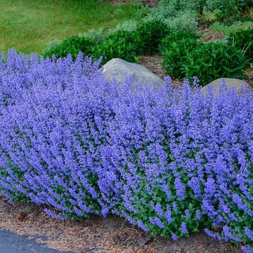 Persian Catmint Blumensamen zur Aussaat duftend Blüten Traditionssorte & ohne Gentechnik Samen Hausgarten