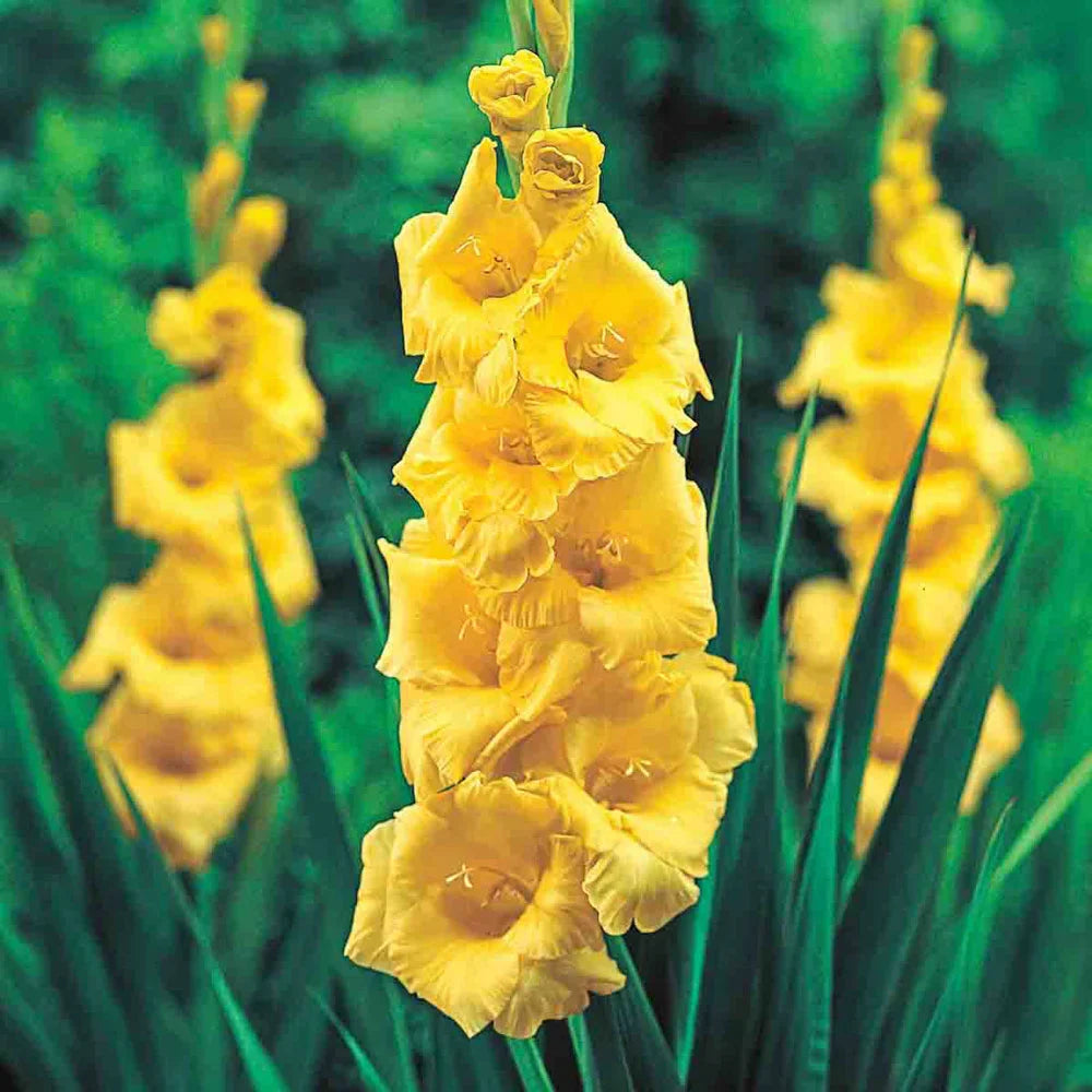 Gelb Gladiole Hybridus Blumensamen zur Aussaat – Halbschatten verträglich – Traditionssorte & ohne Gentechnik Samen Hausgarten