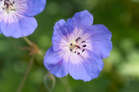 Blau hell Rosa Geranie Blumensamen zur Aussaat sonnenliebend Traditionssorte & ohne Gentechnik Samen Hausgarten