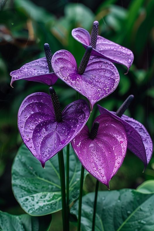 Violet anthurium blume samen blume samen for anpflanzung seasonal bloomer heirloom & gmo free samen for home garten 
 
 sale for anpflanzung in home garten