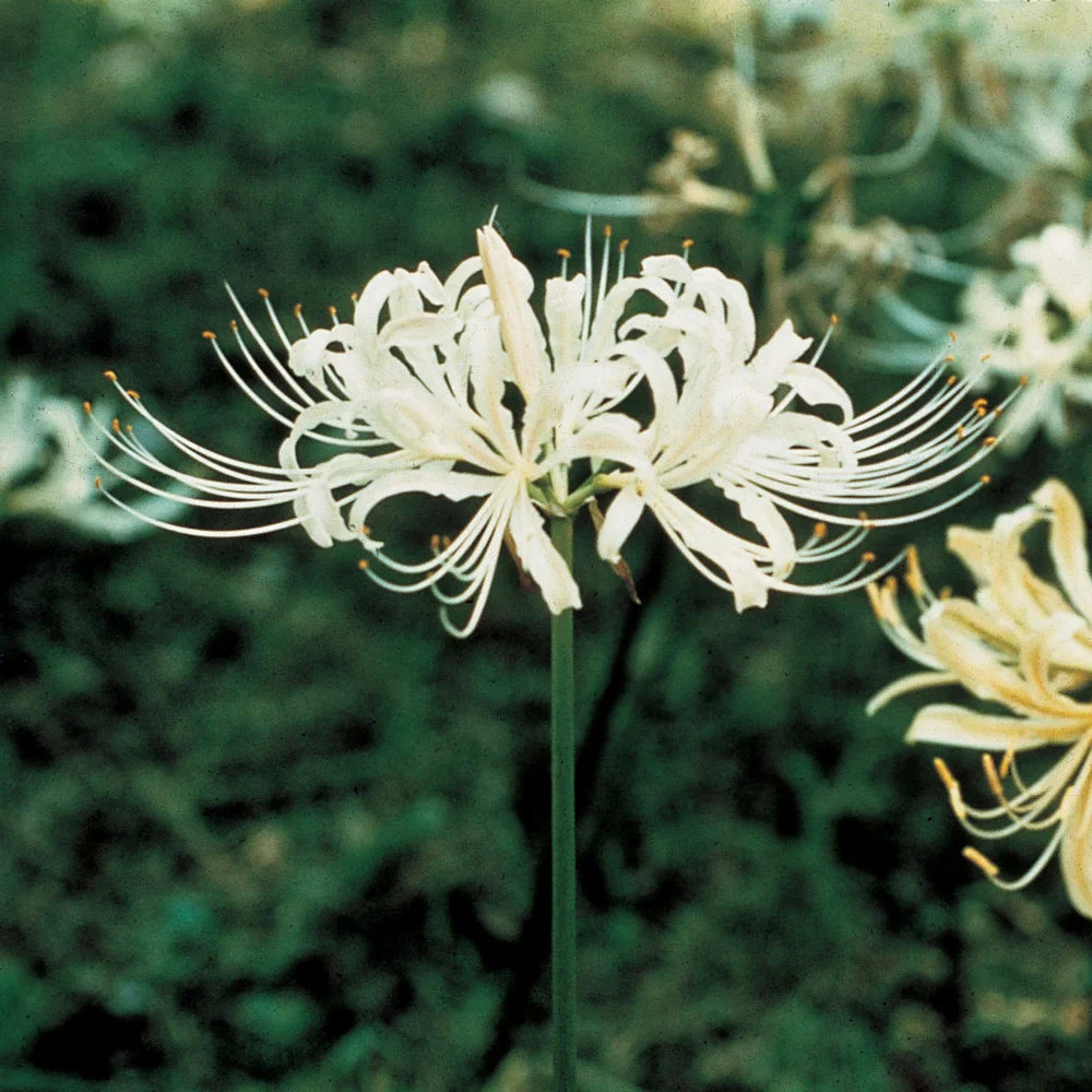 Weiß Lycoris Blumensamen zur Aussaat – Schnitt Blume beliebt – Traditionssorte & ohne Gentechnik Samen Hausgarten