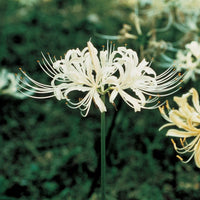Weiß Lycoris Blumensamen zur Aussaat – Schnitt Blume beliebt – Traditionssorte & ohne Gentechnik Samen Hausgarten