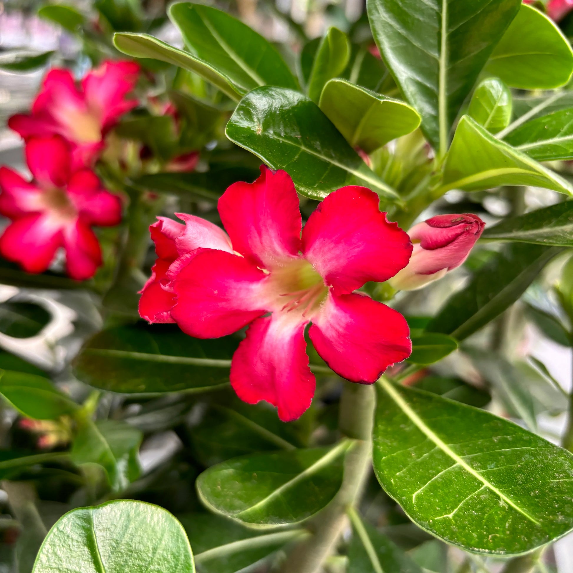 Wüstenrose Obesum Blumensamen zur Aussaat – Garten beliebt – Traditionssorte & ohne Gentechnik Samen Hausgarten