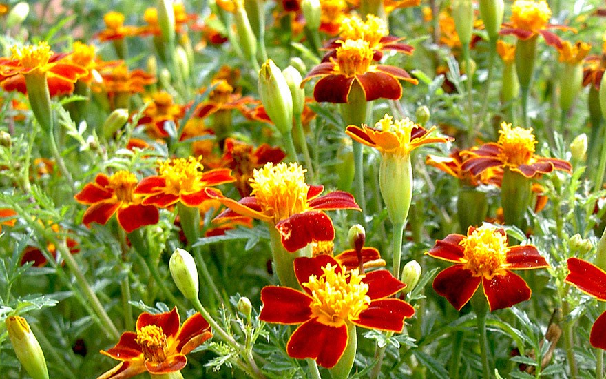 Studentenblume Rot Marietta Blume Samen zur Aussaat – leuchtend Garten Blüten farbenfroh Landscapes