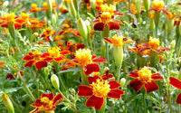 Studentenblume Rot Marietta Blume Samen zur Aussaat – leuchtend Garten Blüten farbenfroh Landscapes