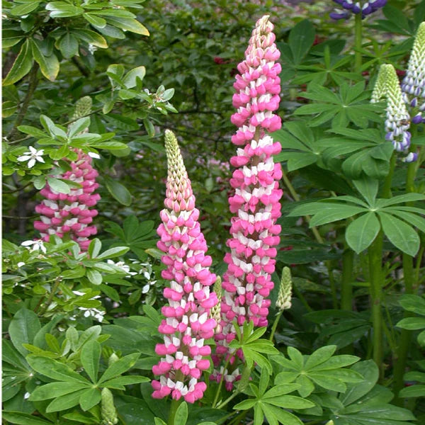 Rosa Lupine Blumensamen – leuchtend Samen zur Aussaat farbenfroh Gärten