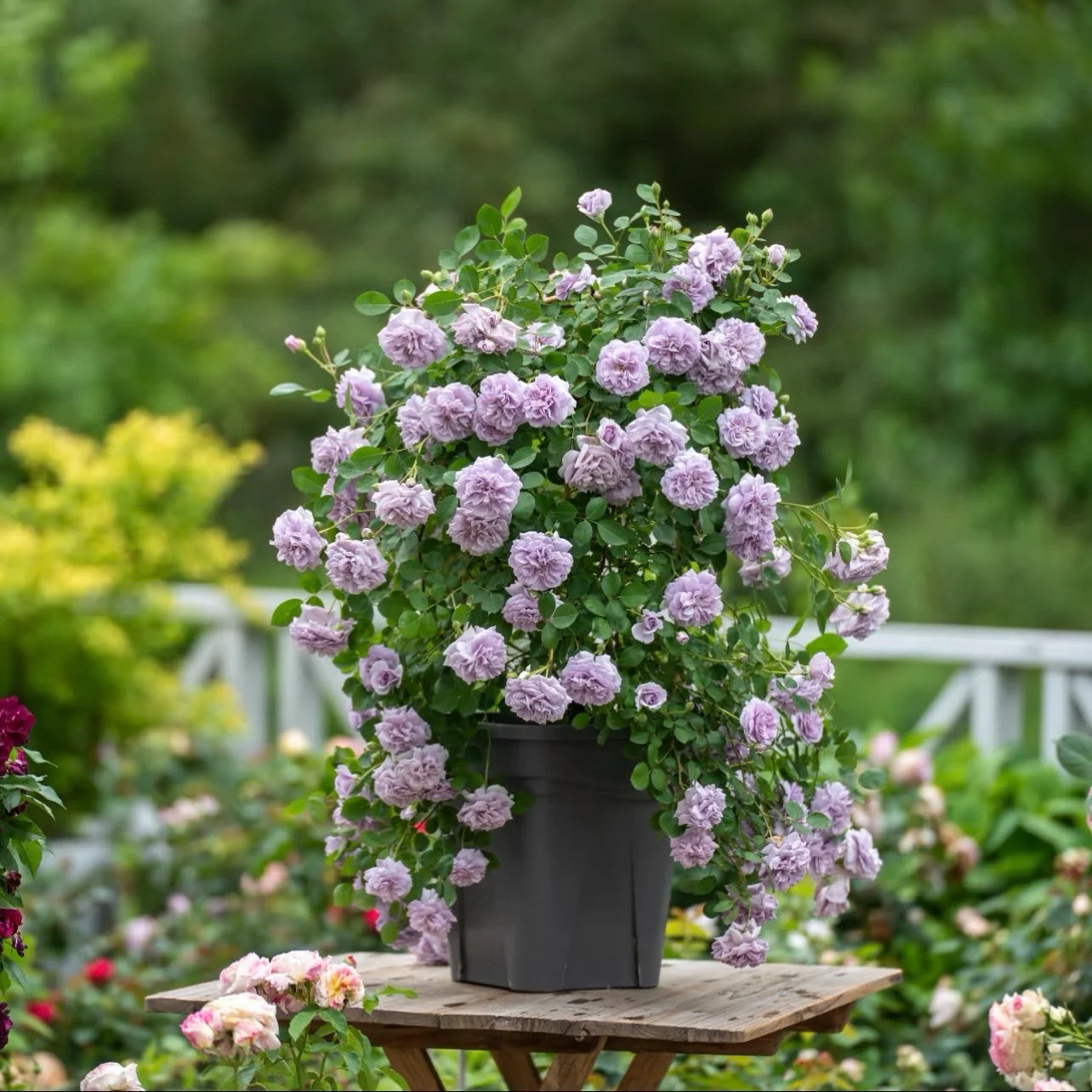Rainy Blau Rose Blumensamen zur Aussaat – Garten beliebt – Traditionssorte & ohne Gentechnik Samen Hausgarten