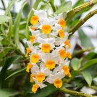 Schmetterlingsorchidee Gelb Weiß Blumensamen zur Aussaat – leuchtend Blüten – Traditionssorte & ohne Gentechnik Samen Hausgarten